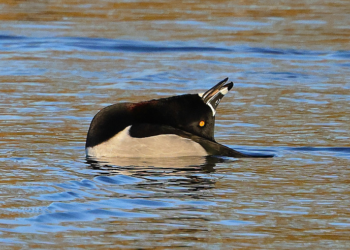 Ring-necked Duck
