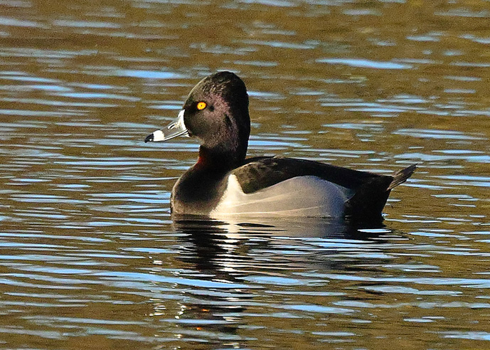 Ring-necked Duck
