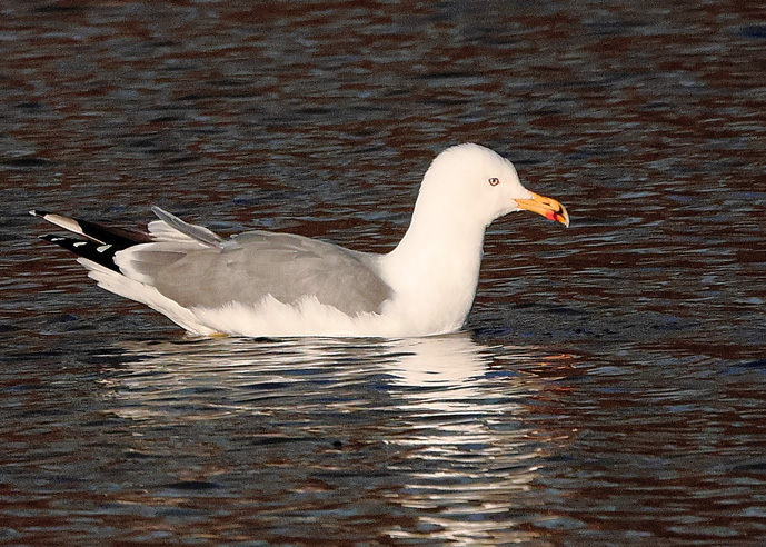 Azorean Yellow-legged Gull