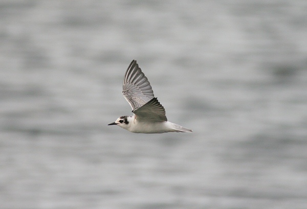 White-winged Black Tern