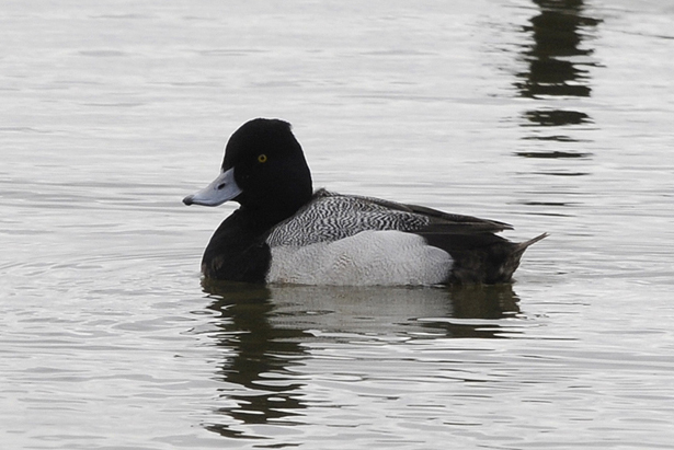 Lesser Scaup