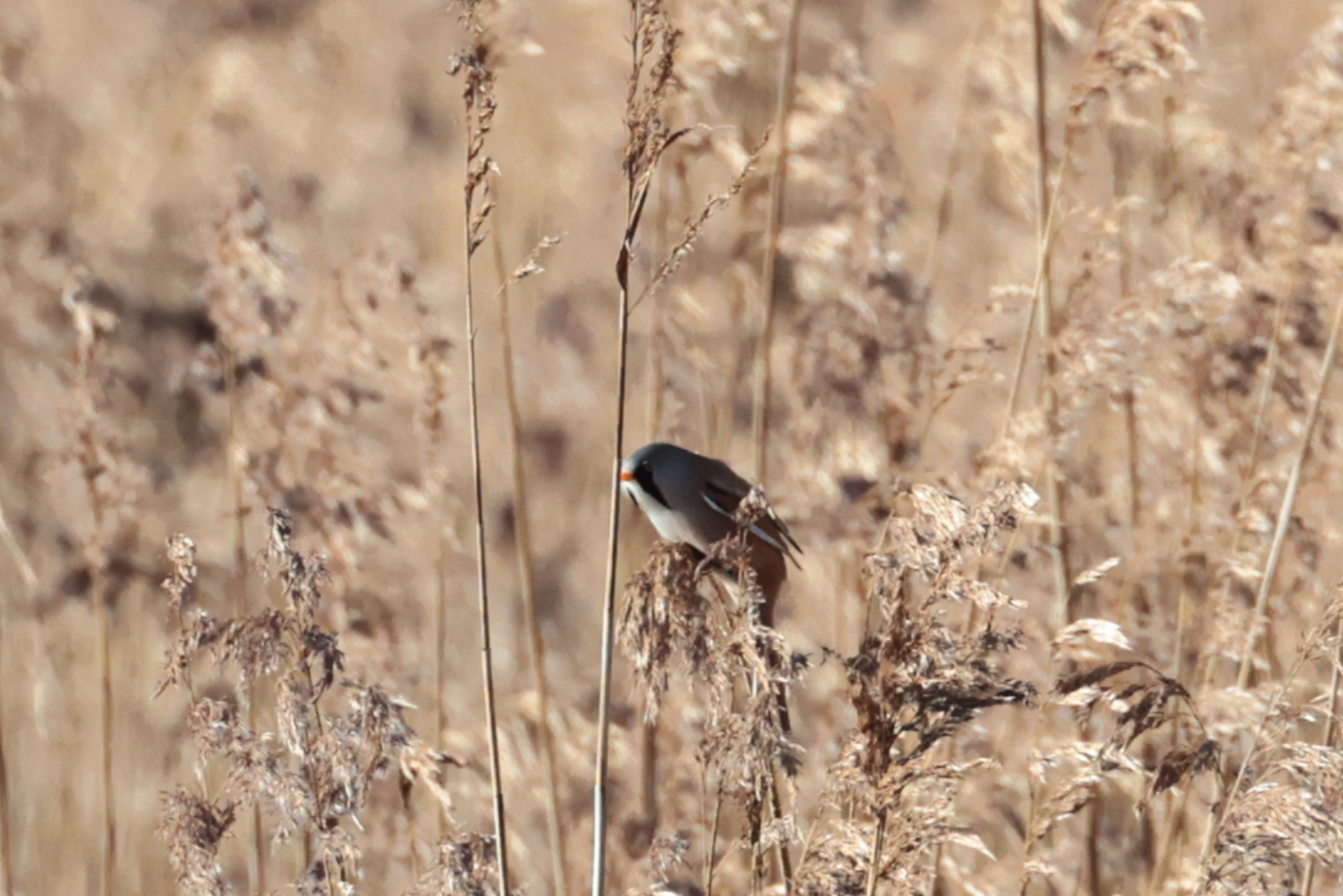 Bearded Tit