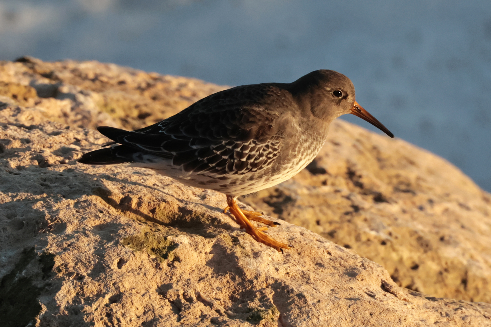 Purple Sandpiper