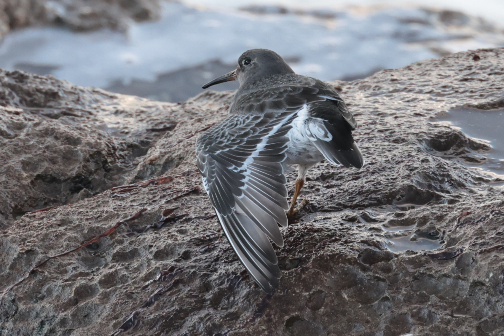 Purple Sandpiper
