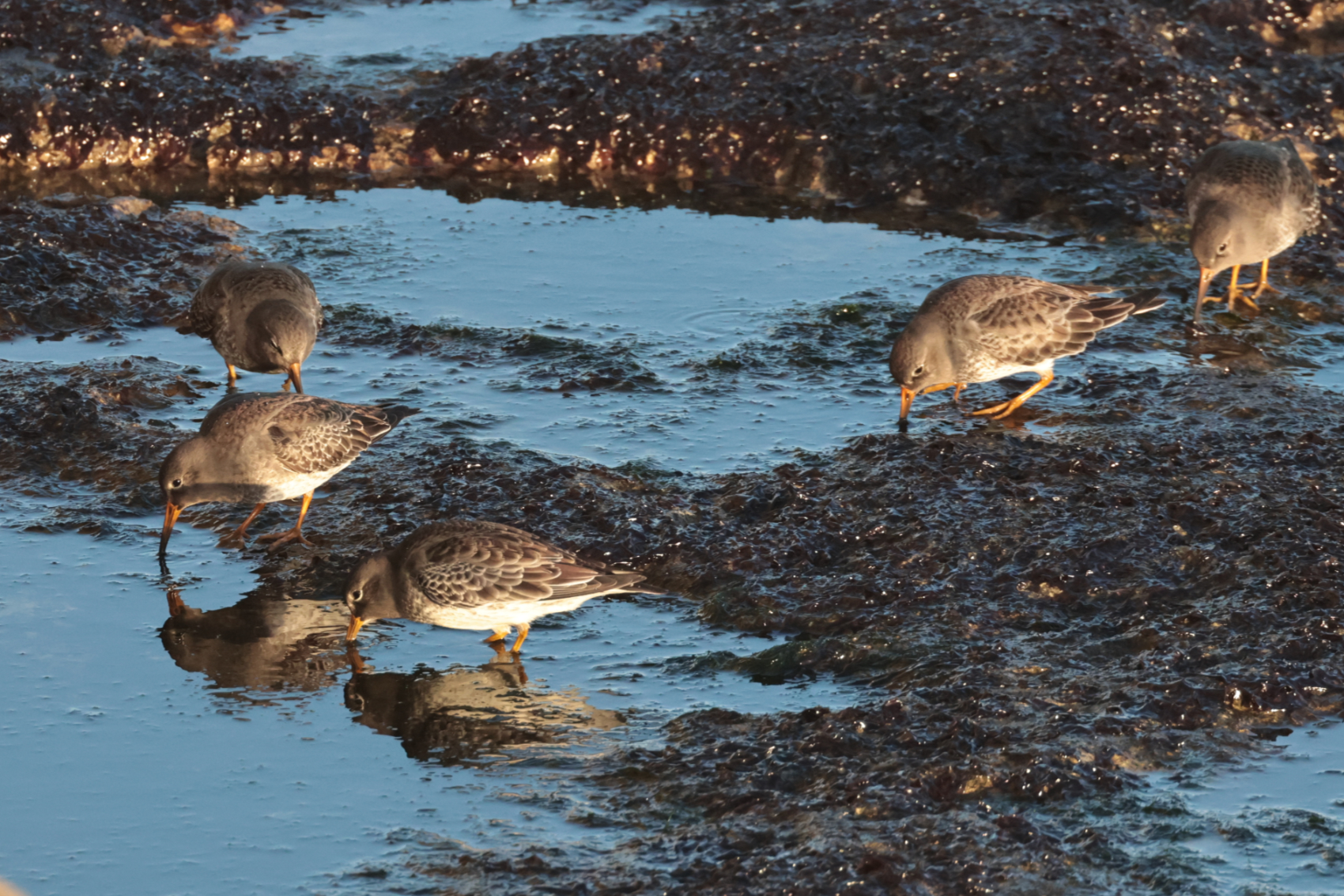 Purple Sandpiper