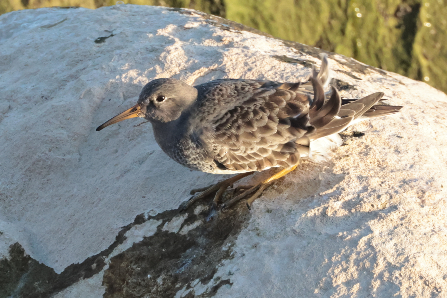 Purple Sandpiper