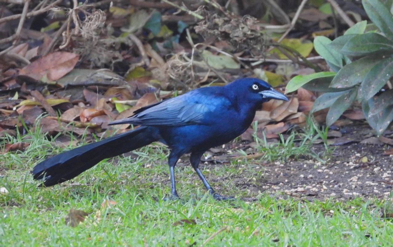 Great-tailed Grackle