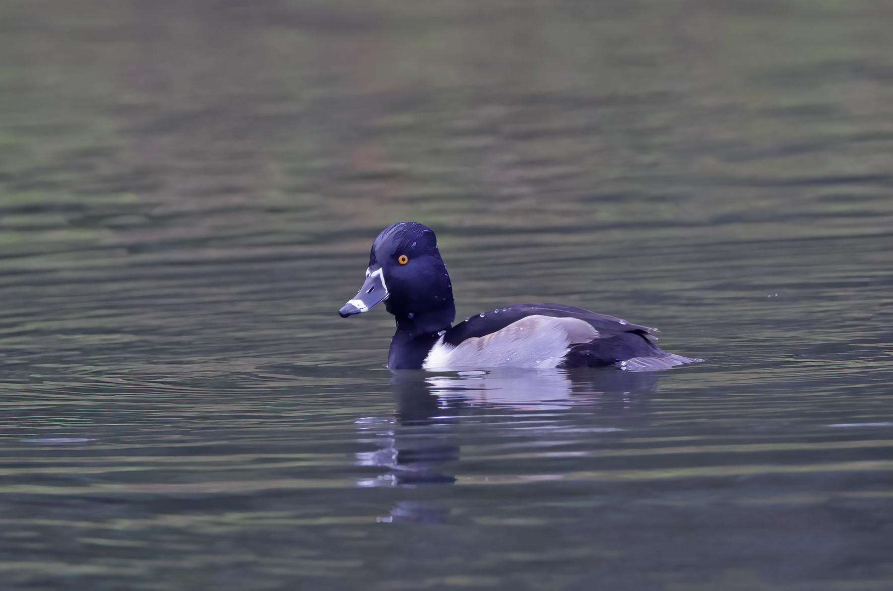 Ring-necked Duck