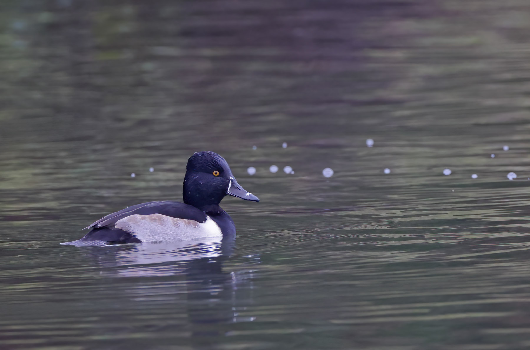 Ring-necked Duck