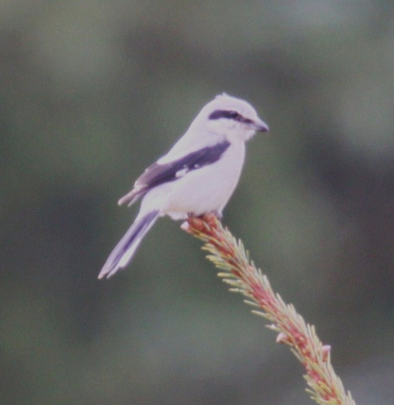 Great Grey Shrike
