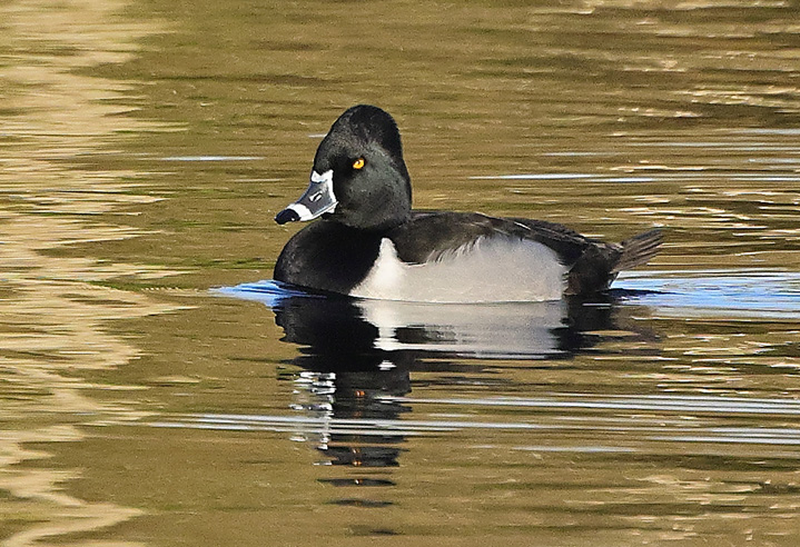 Ring-necked Duck