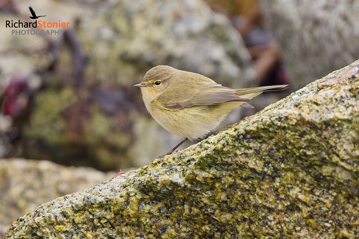 Chiffchaff