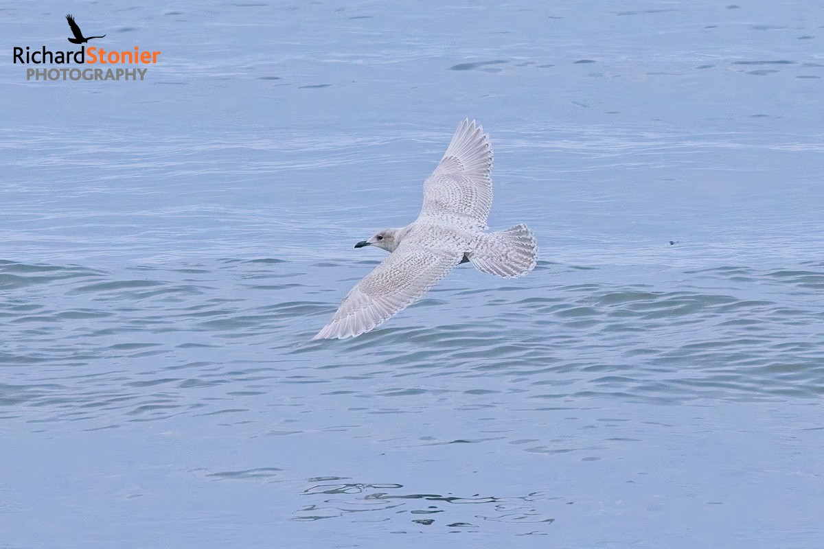 Iceland Gull