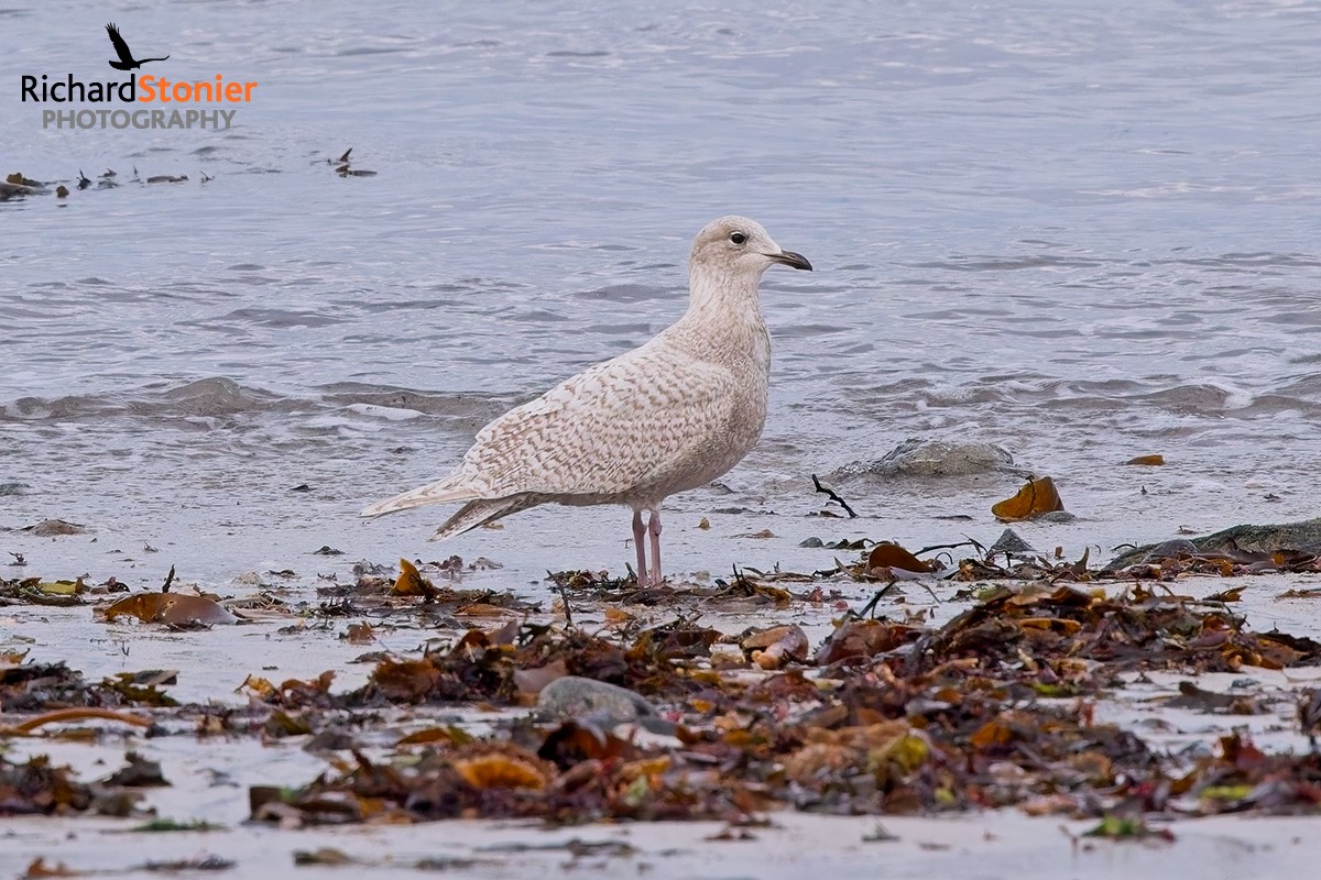 Iceland Gull