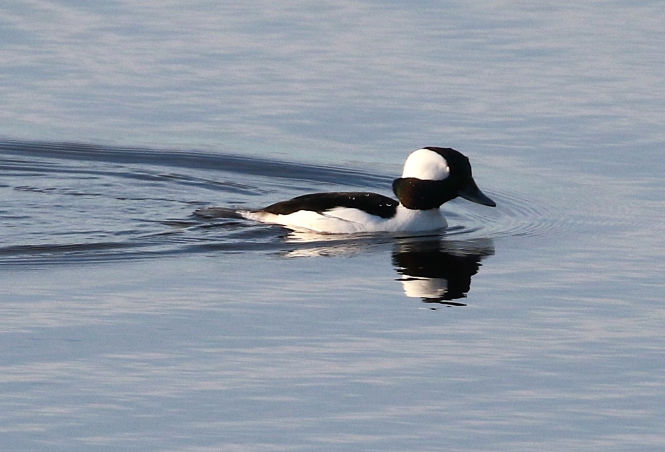Bufflehead