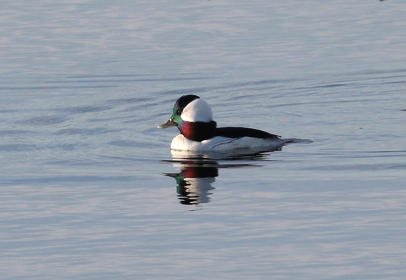 Bufflehead