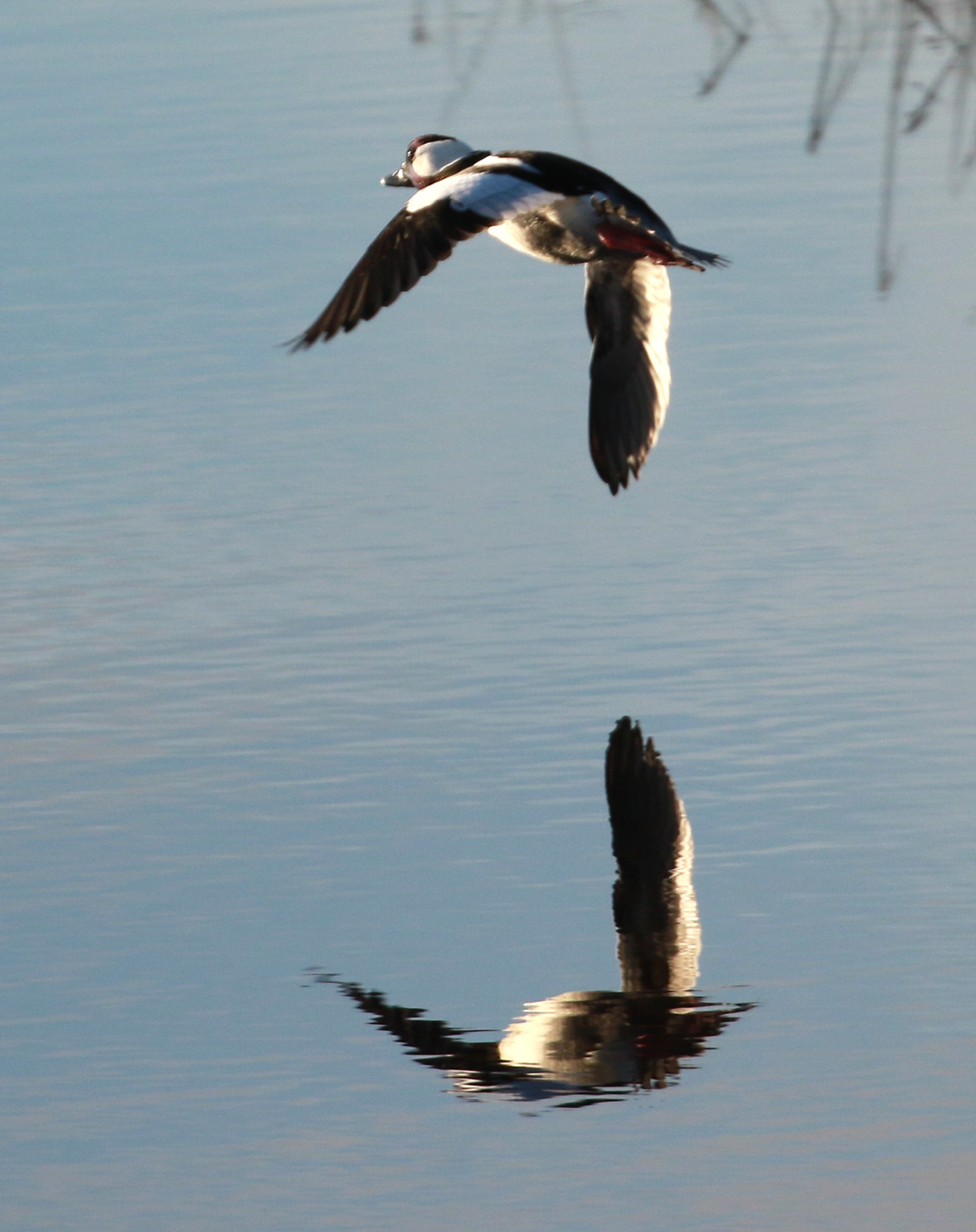 Bufflehead