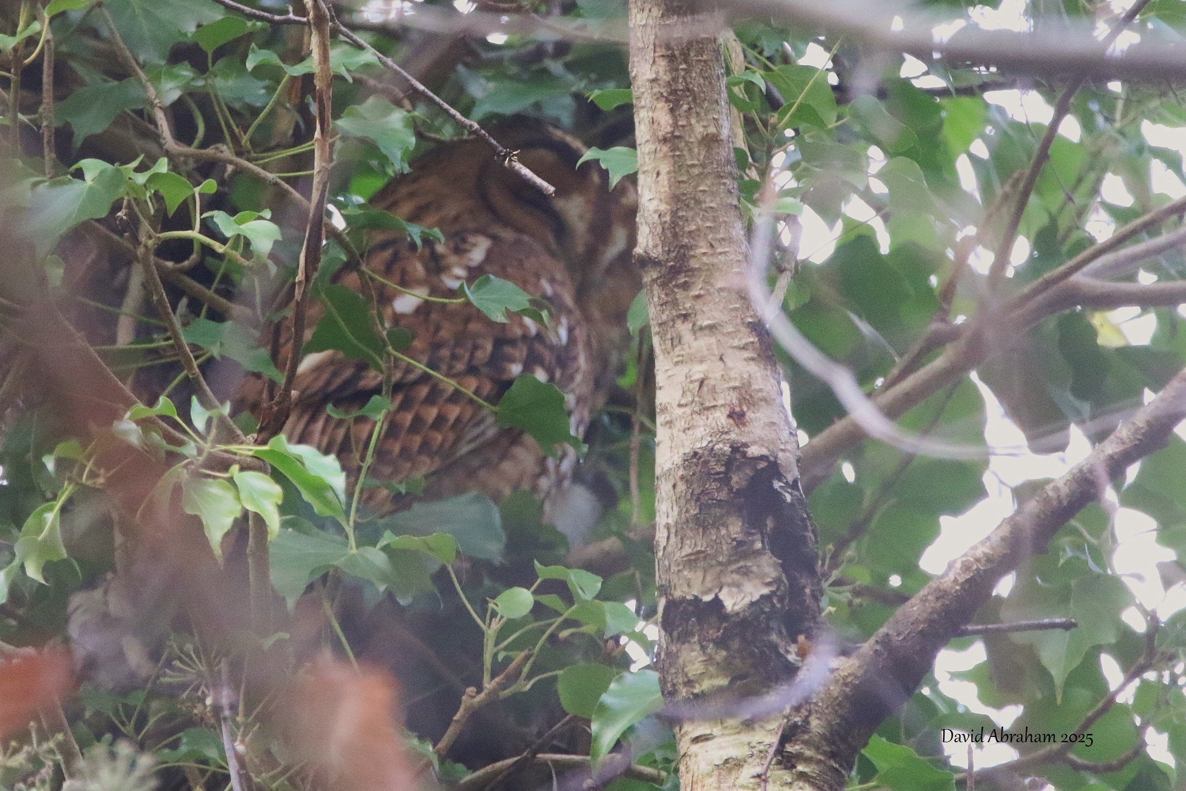 Tawny Owl 