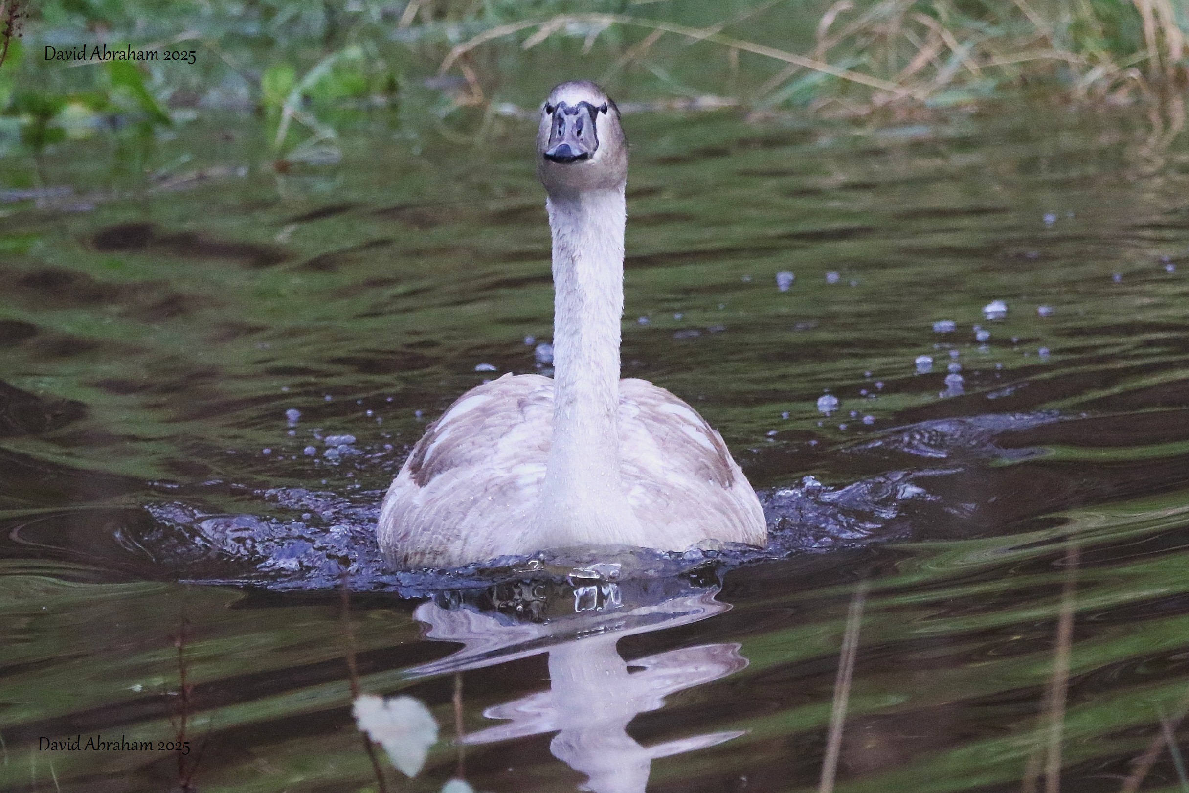 Mute Swan