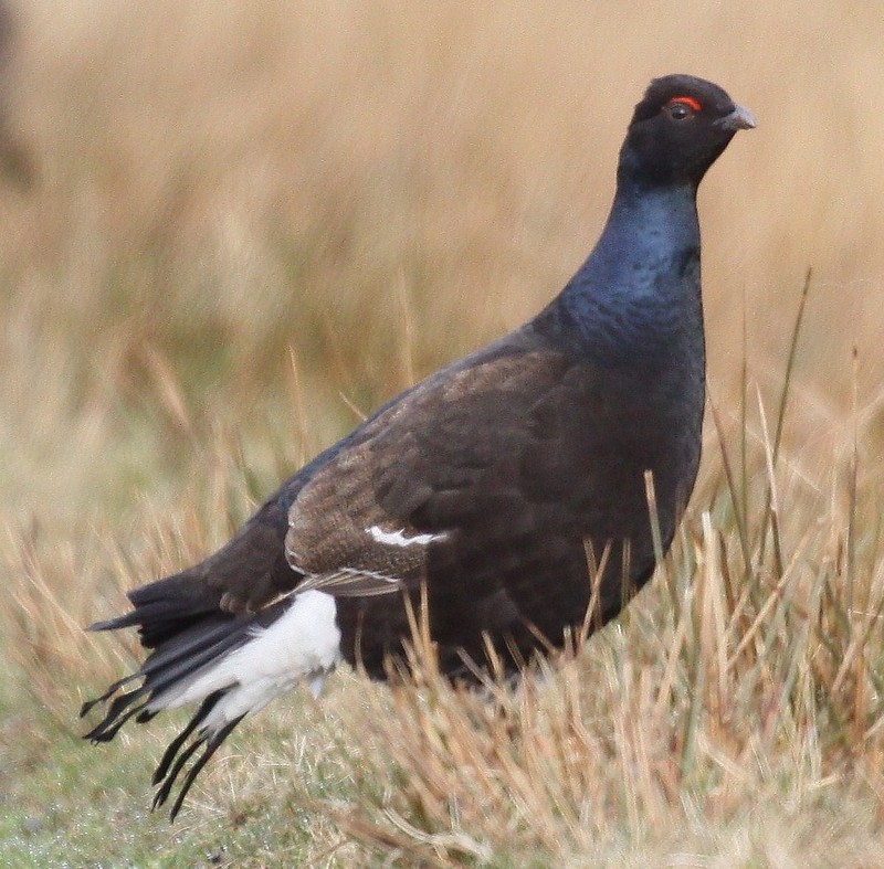 Black Grouse