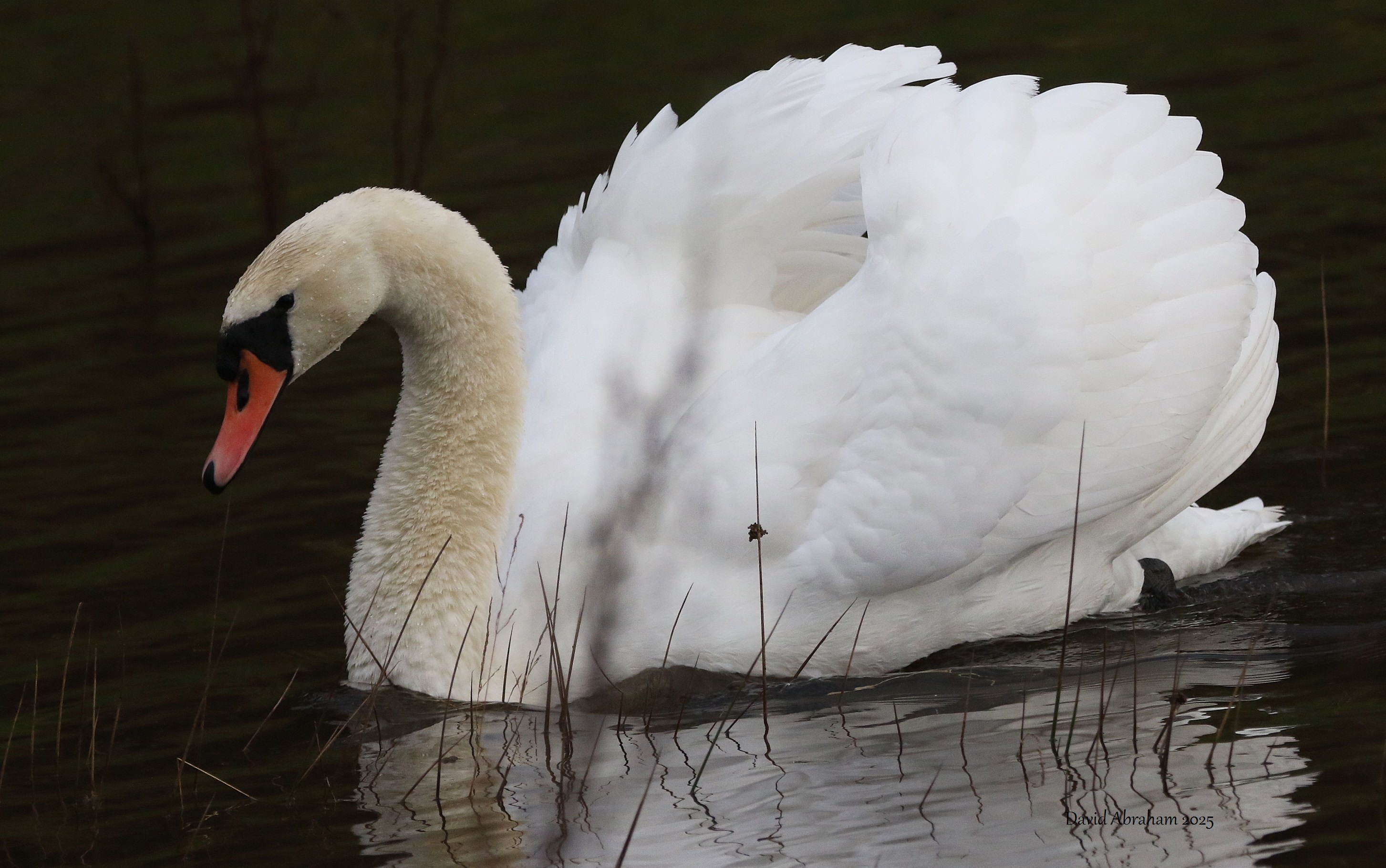 Mute Swan 