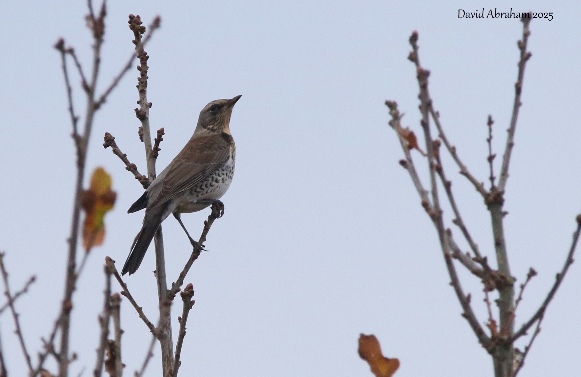 Fieldfare 