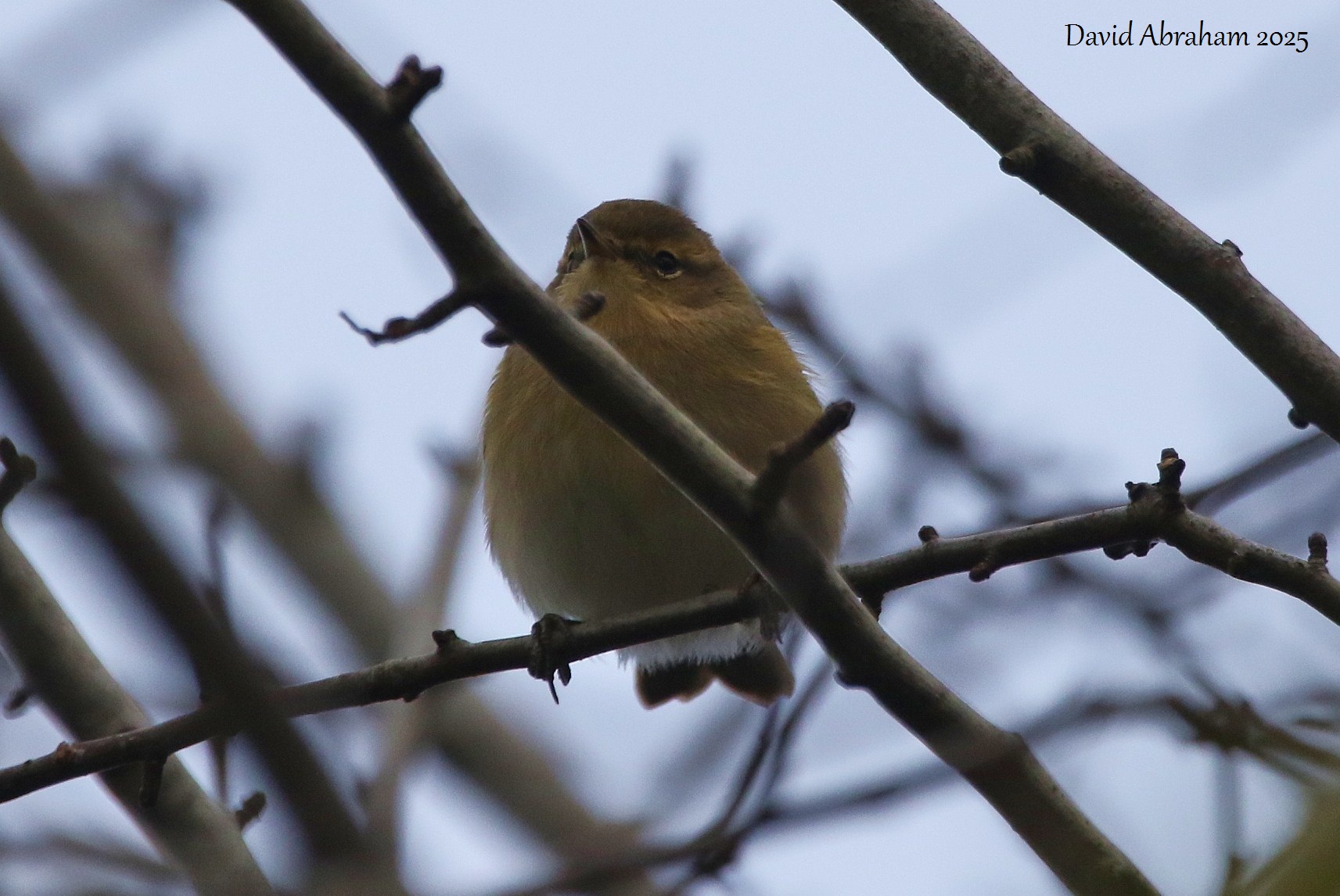 Chiffchaff