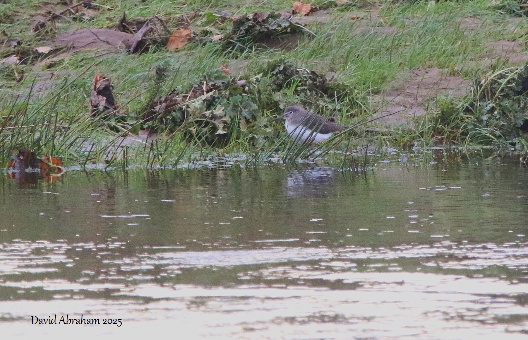 Green Sandpiper 