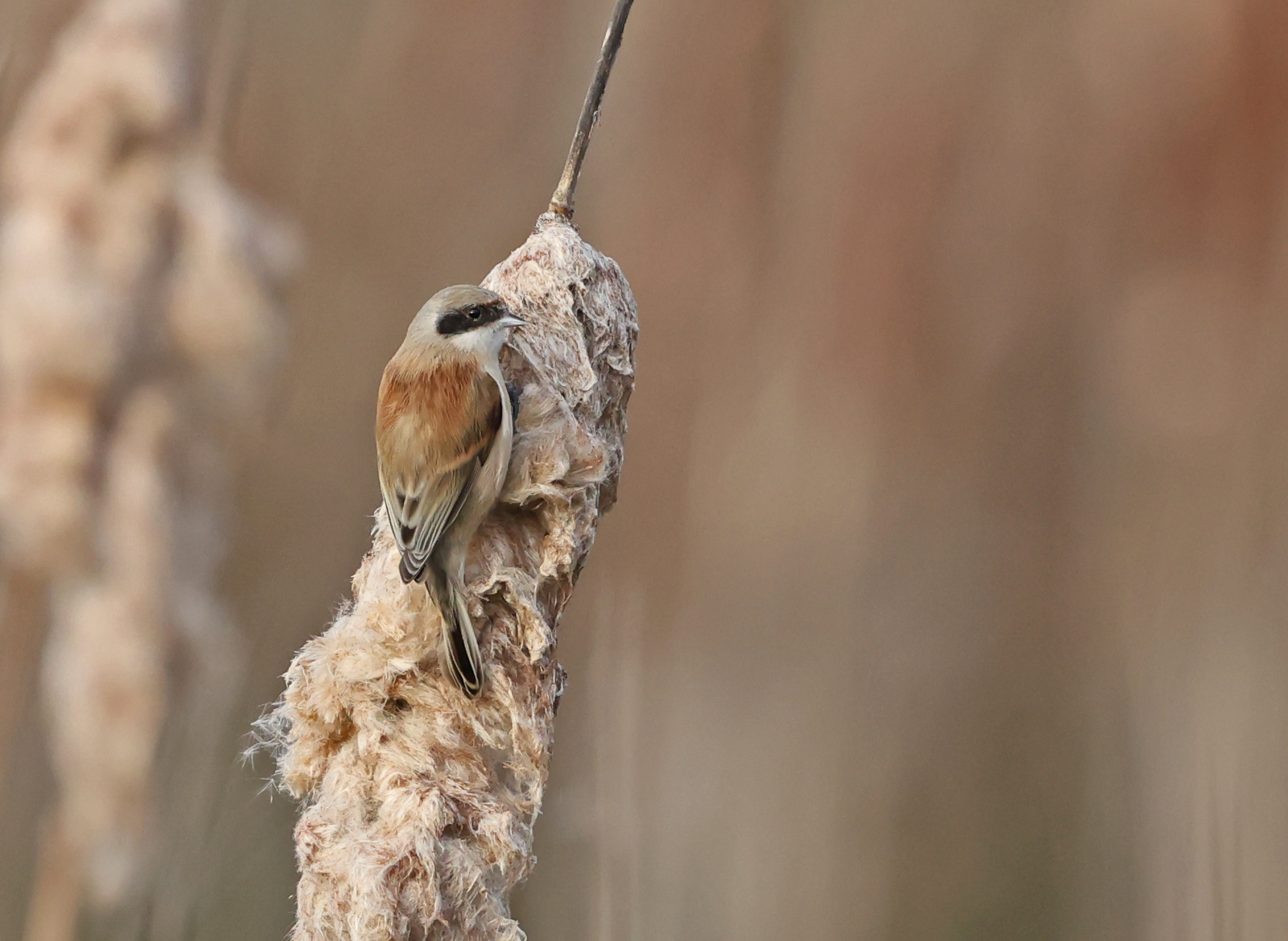 Penduline Tit