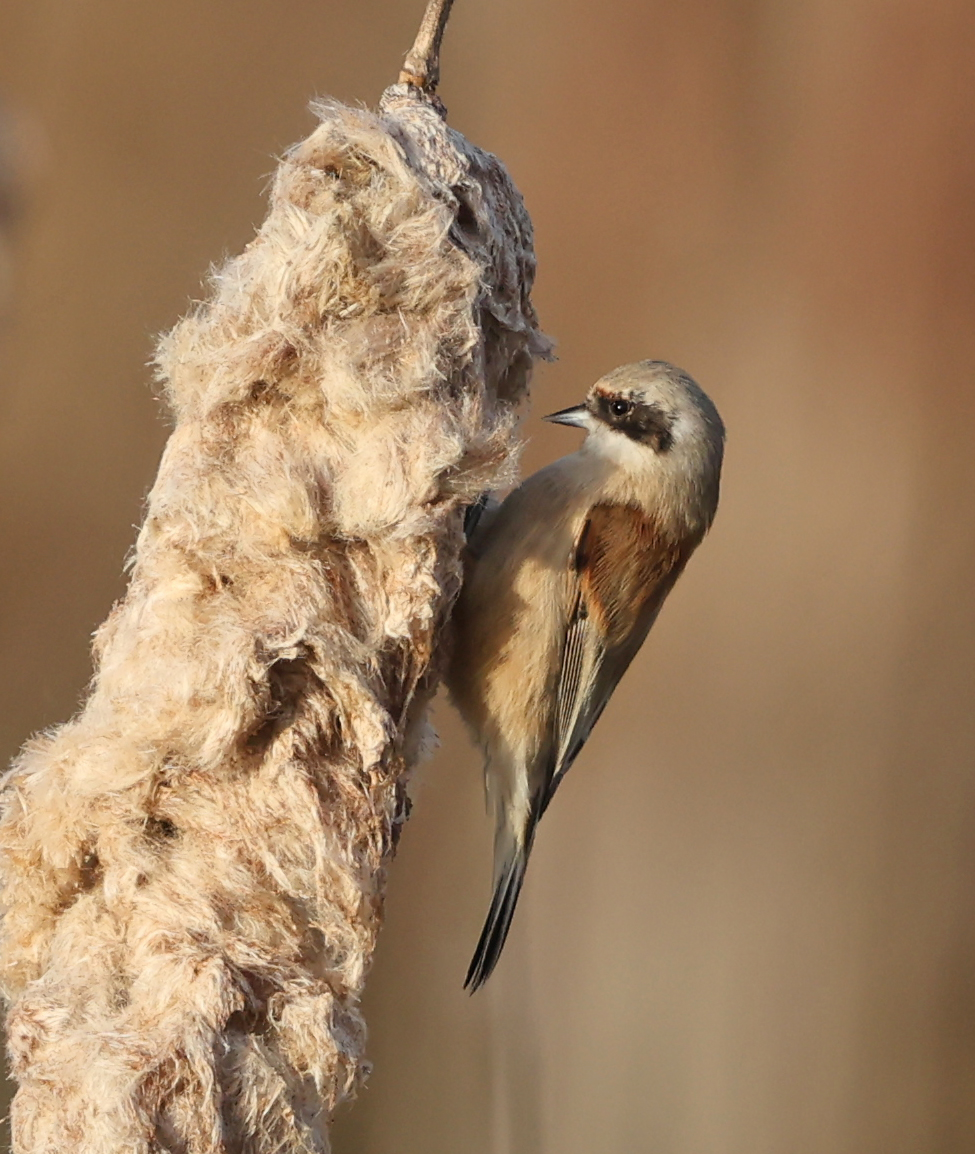 Penduline Tit