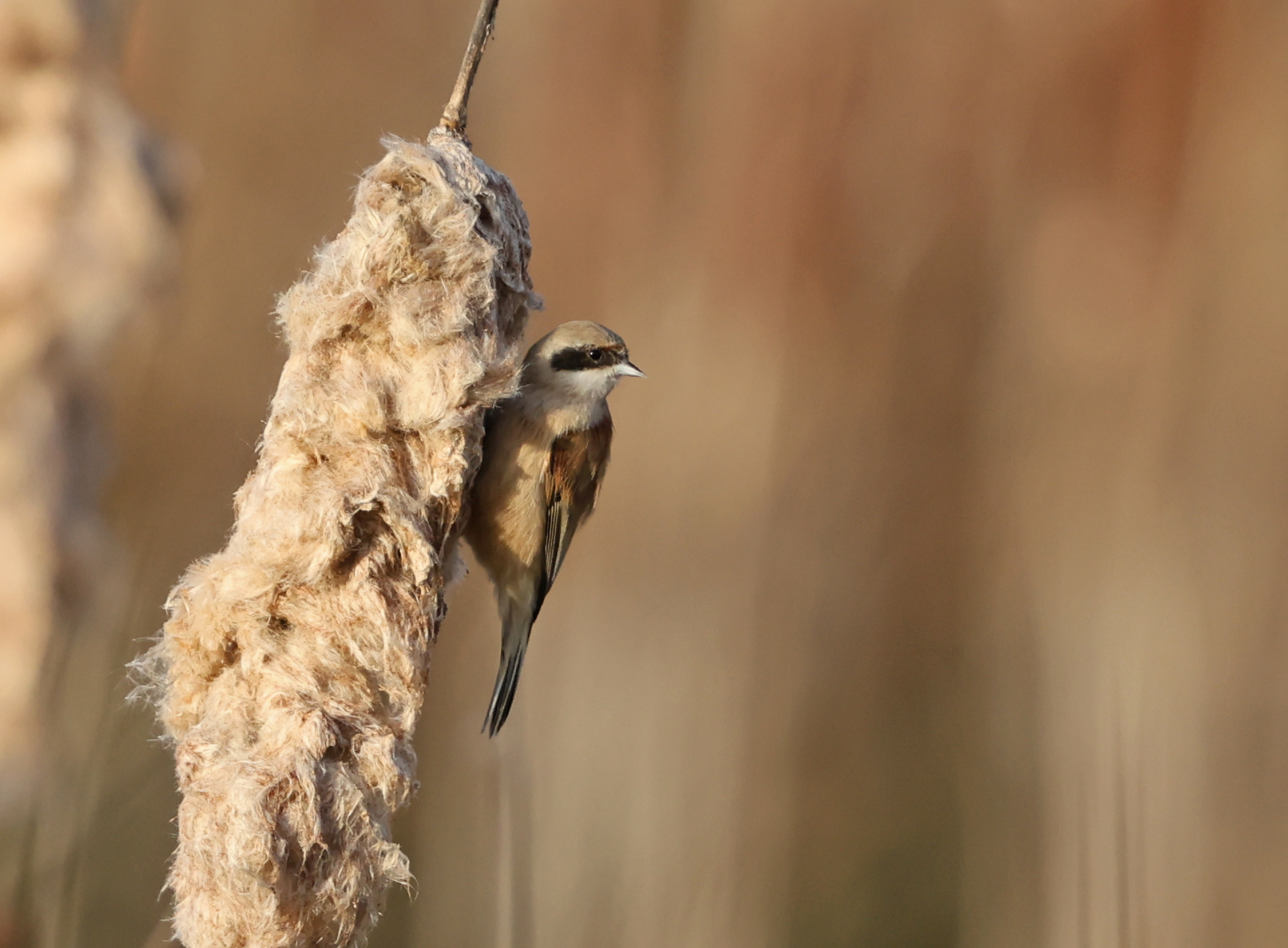 Penduline Tit