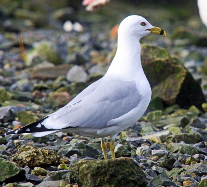 Ring-billed Gull