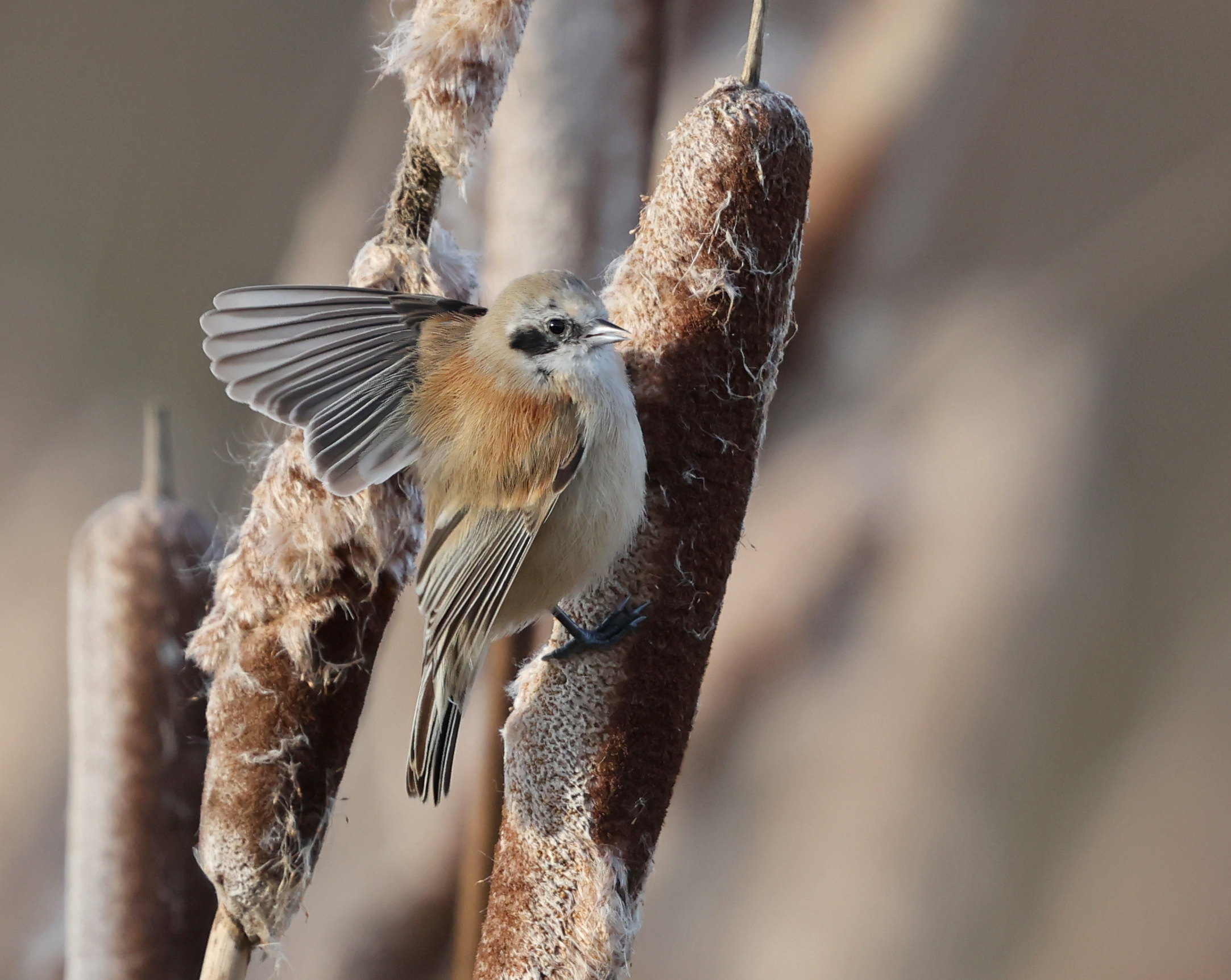 Penduline Tit