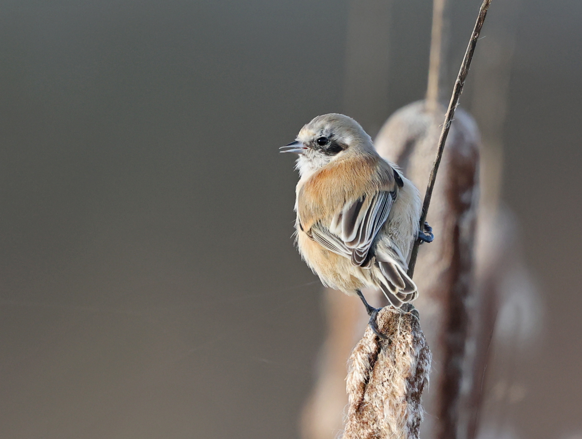 Penduline Tit