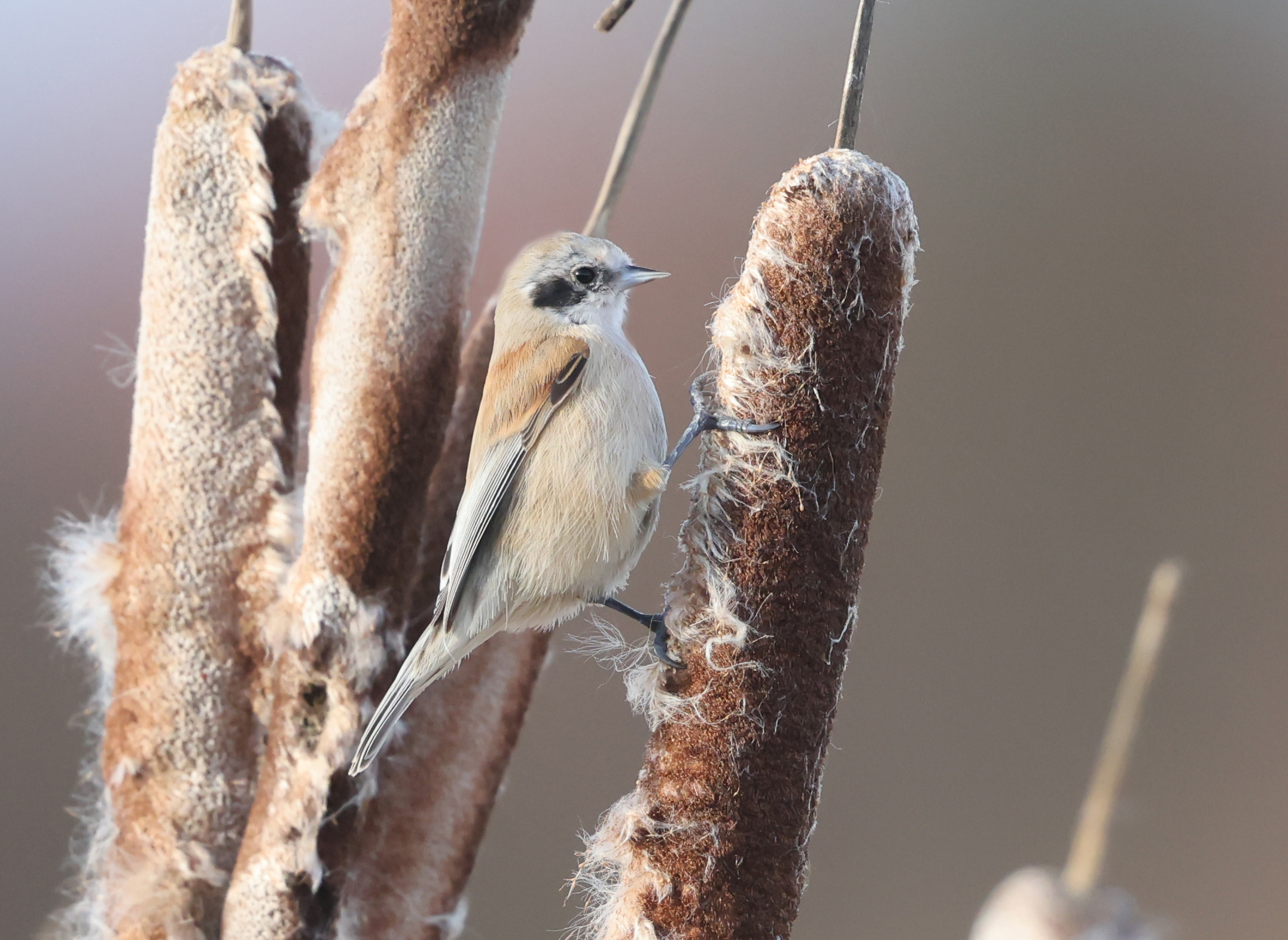 Penduline Tit