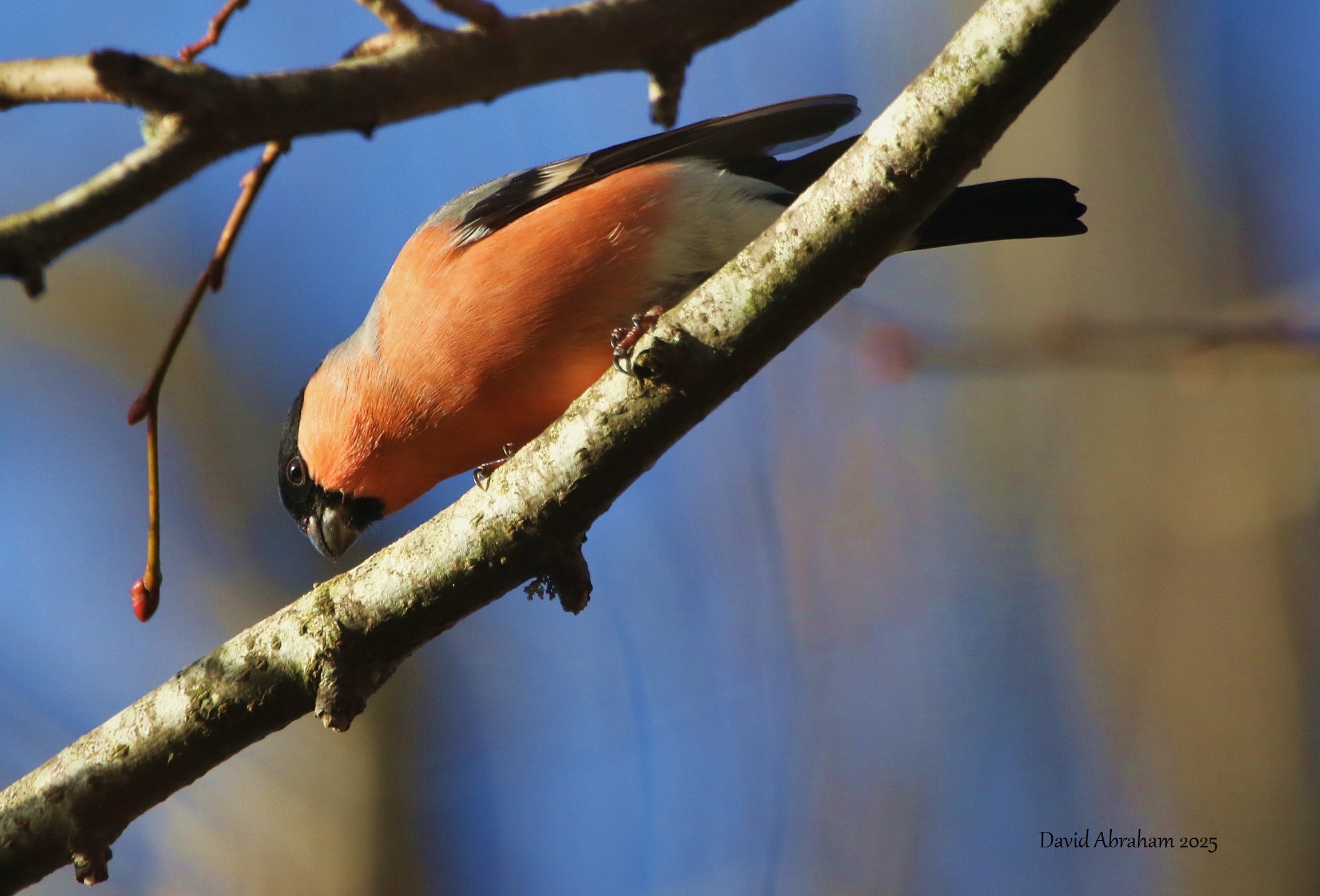 Bullfinch 