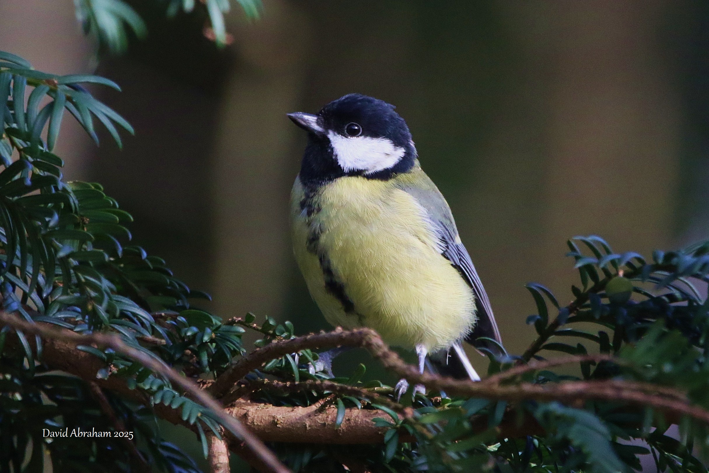 Great Tit 
