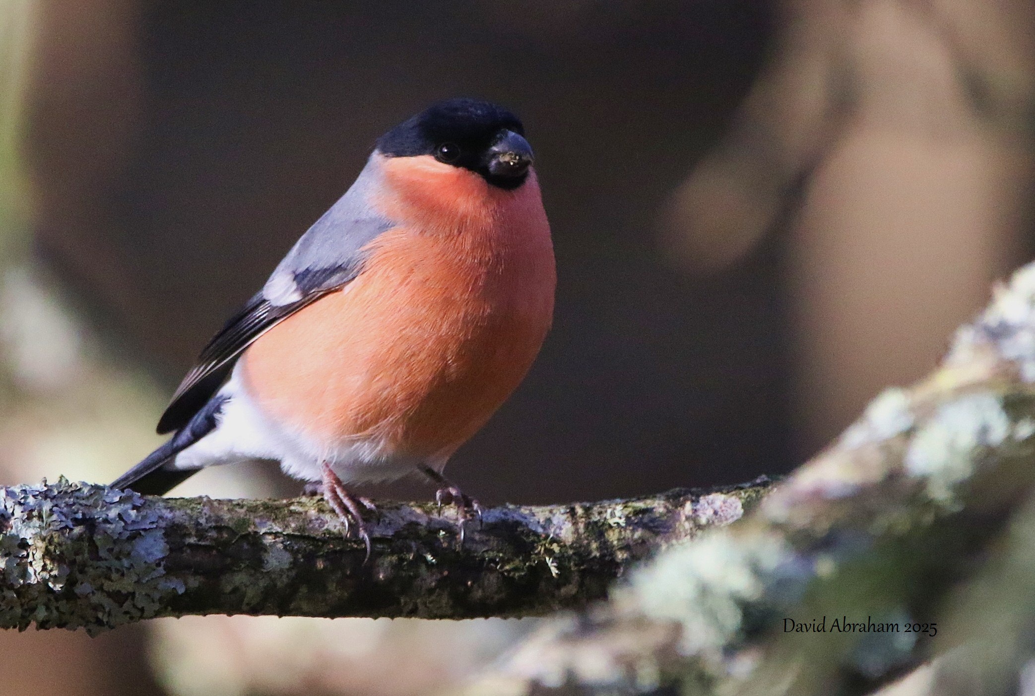 Bullfinch 