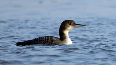 Great Northern Diver