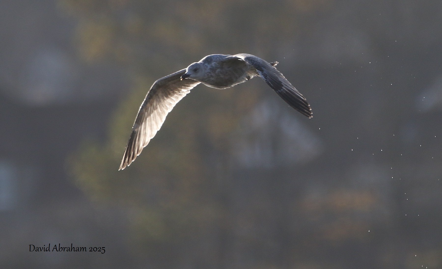 Herring Gull 