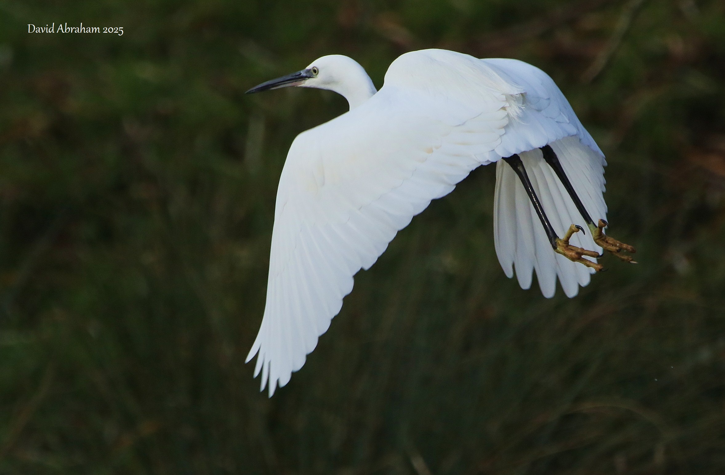 Little Egret 