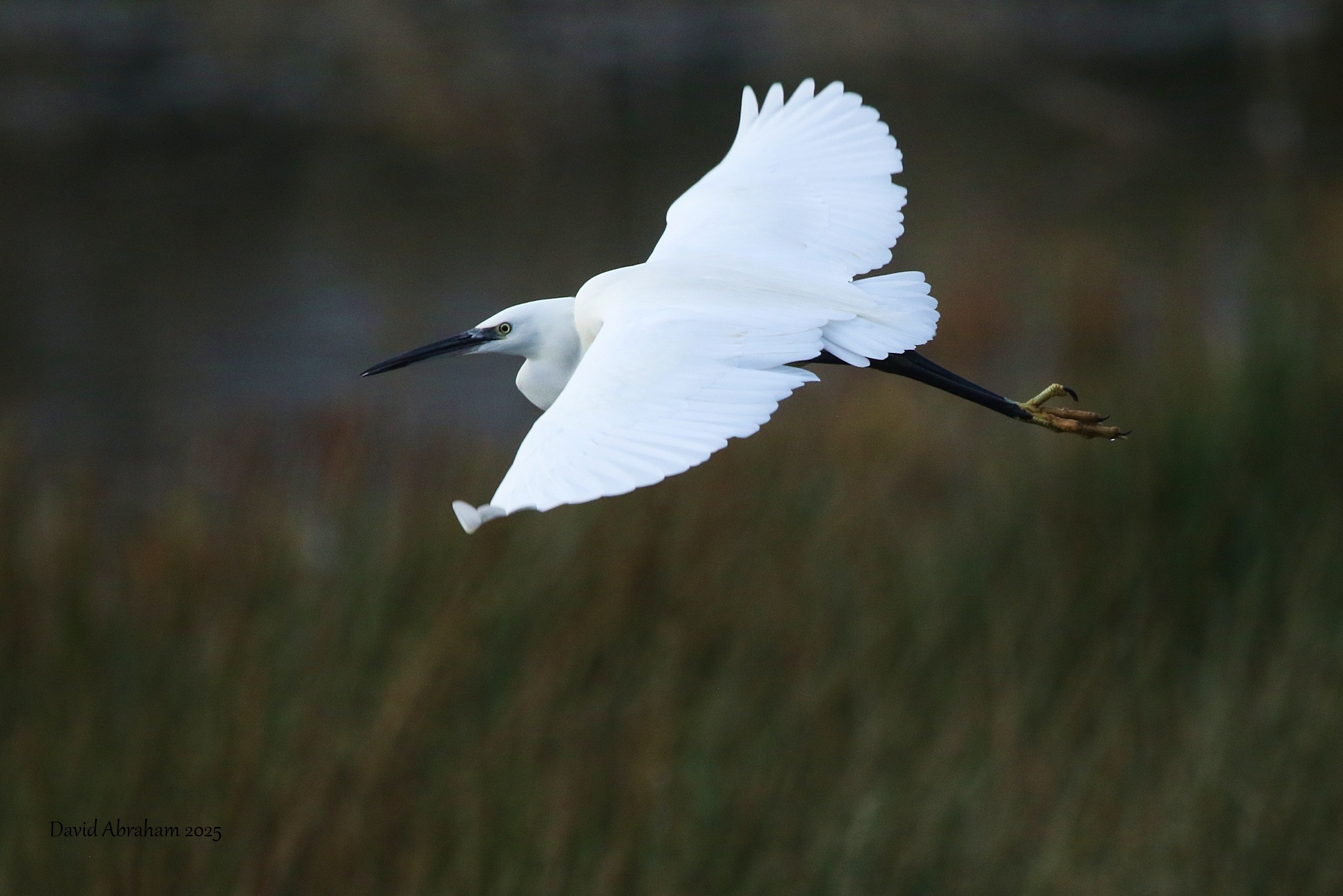Little Egret 
