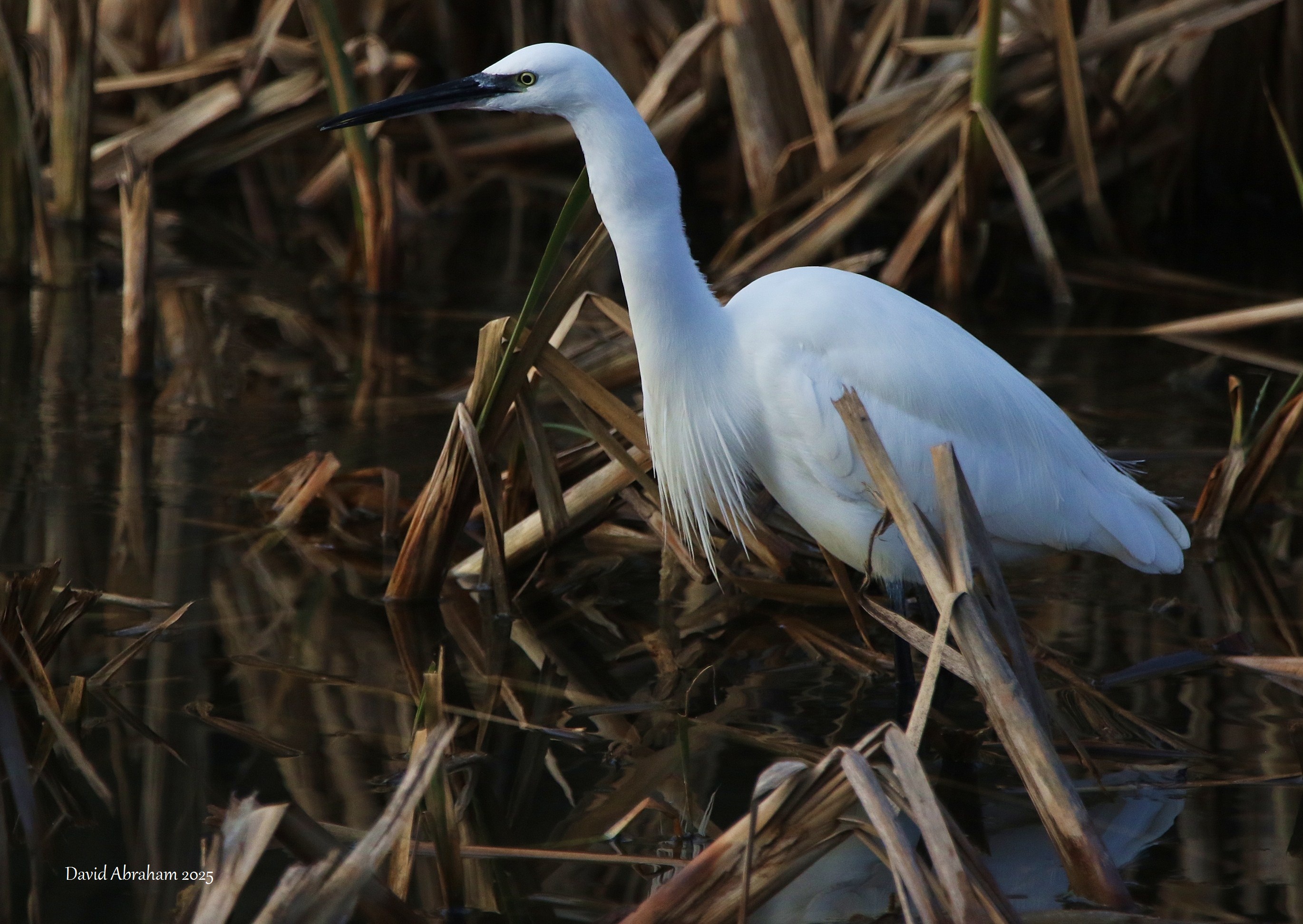 Little Egret 