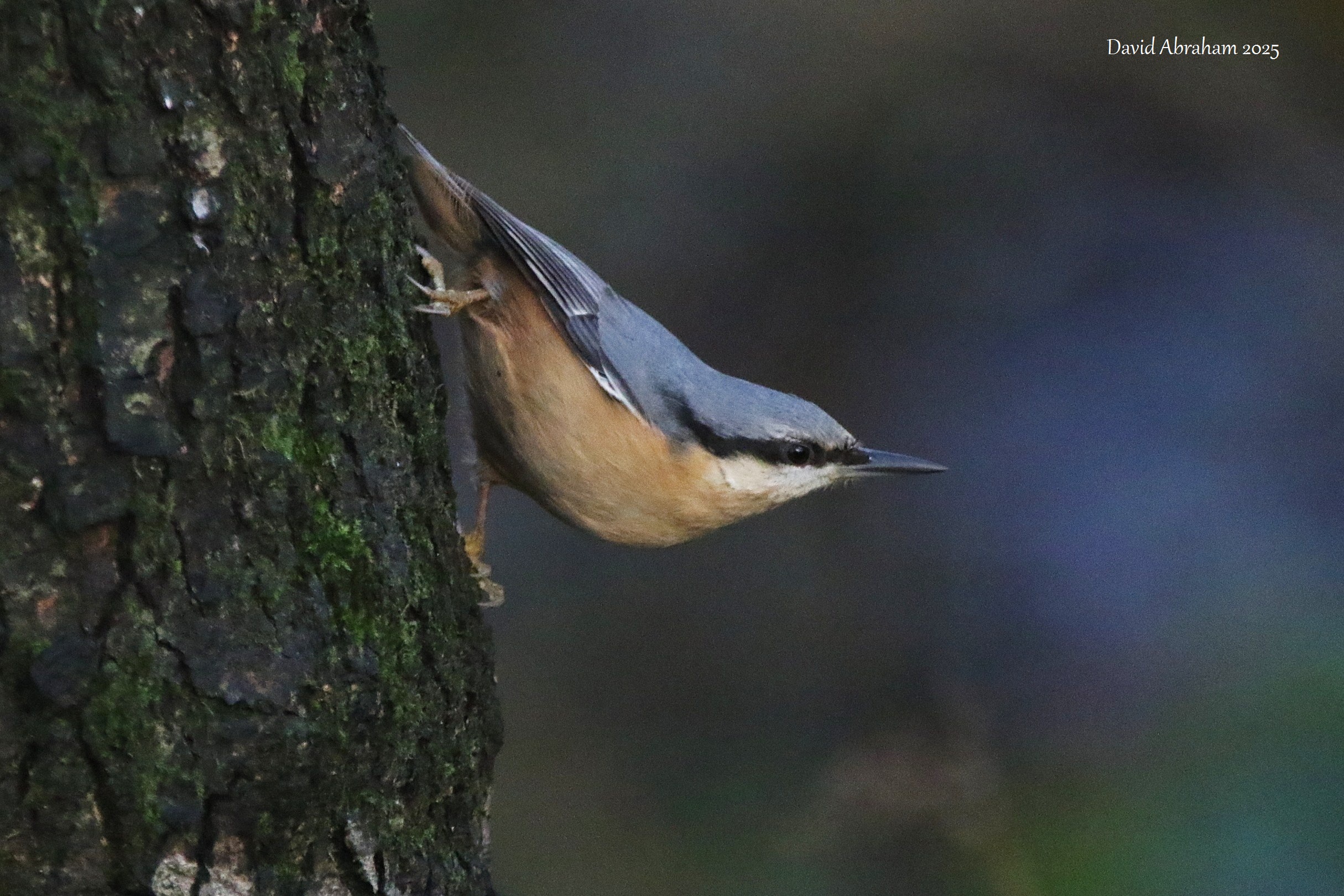 Nuthatch