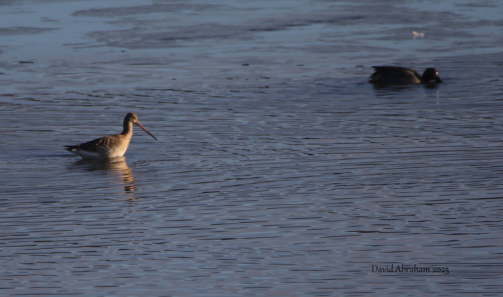 Black-tailed Godwit 