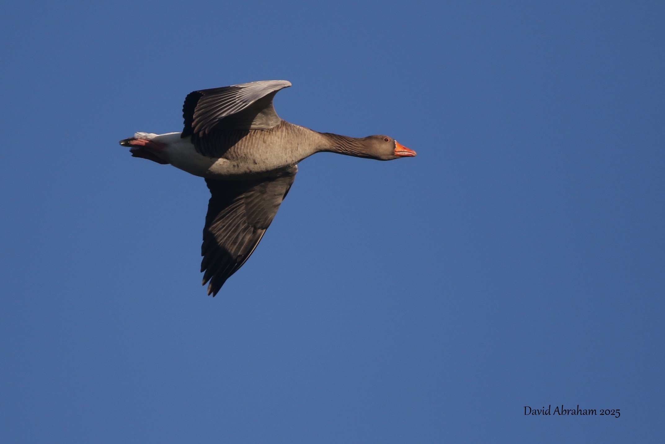 Greylag Goose