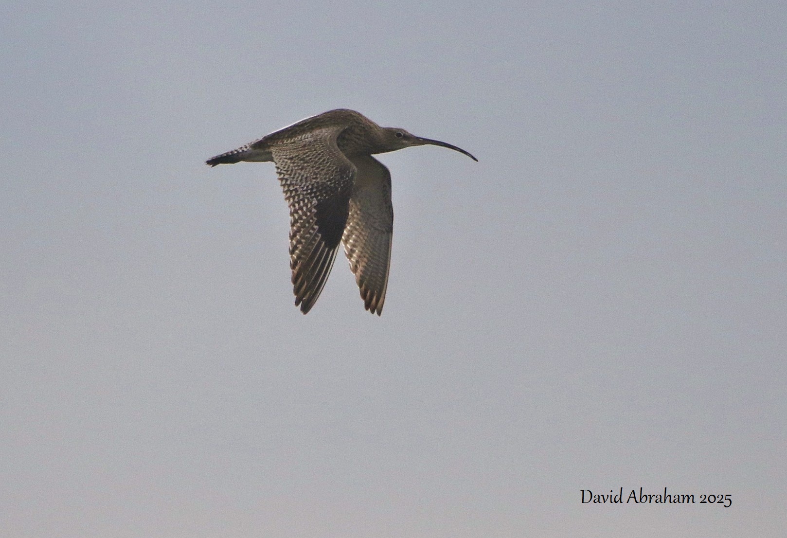 Curlew 