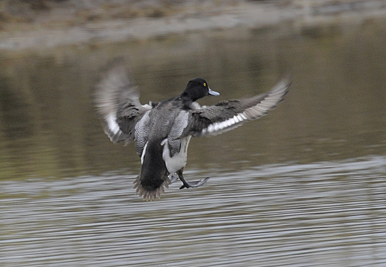 Lesser Scaup