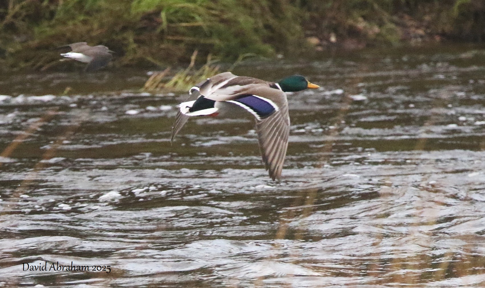 Mallard 