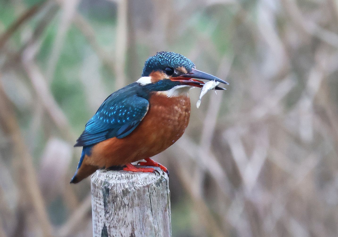 Kingfisher